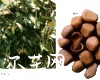 中药大全