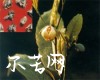 中药大全