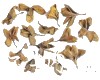 微信小程序开发公司