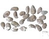中药大全