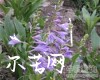 中药大全