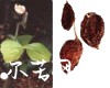 中药大全