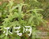 中药大全