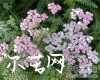 蓍草别名