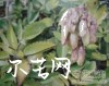 中药大全