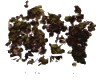 浮萍别名