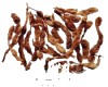 中药大全