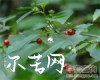 中药大全