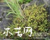 中药大全