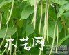 中药大全