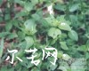 中药大全
