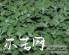 中药大全