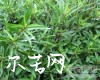 中药大全