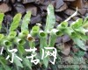 中药大全
