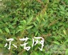 中药大全