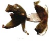 中药大全