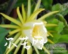 中药大全