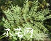 中药大全