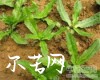 中药大全