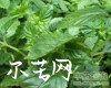 中药大全