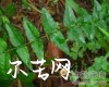 中药大全
