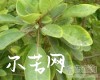 中药大全