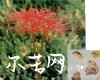 中药大全