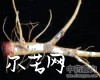 中药大全