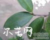 中药大全