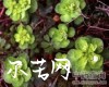 别名