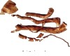 别名