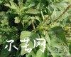 中药大全