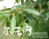 中药大全