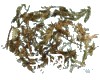 微信小程序开发公司