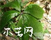 中药大全