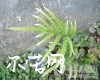 中药大全