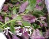 中药大全