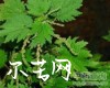 荨麻图片