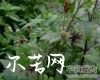 中药大全