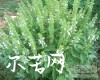 中药大全