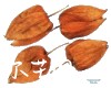 中药大全