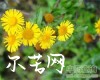 中药大全