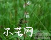 中药大全