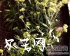 中药大全