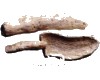 中药大全