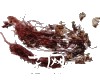 中药大全