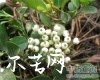 中药大全