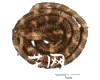 中药大全