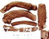 中药大全