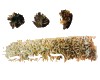 中药大全